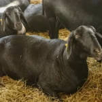 Methane must be reduced – What about rumen performance? Authors: Valentina Mayorga, Predrag Persak, and Inge Heinzl,