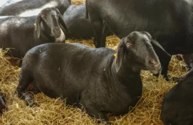Methane must be reduced – What about rumen performance? Authors: Valentina Mayorga, Predrag Persak, and Inge Heinzl,