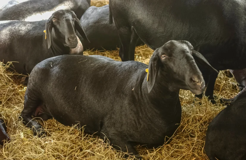 Methane must be reduced – What about rumen performance? Authors: Valentina Mayorga, Predrag Persak, and Inge Heinzl,