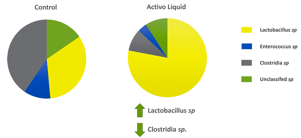 Activo Liquid increases the number of lactobacilli and decreases clostridia and Enterococcus sp.