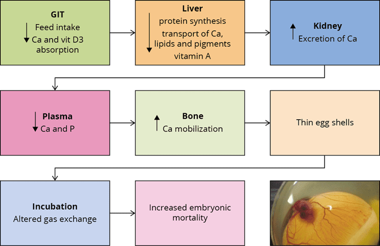 Figure Effect Of Mycotoxins