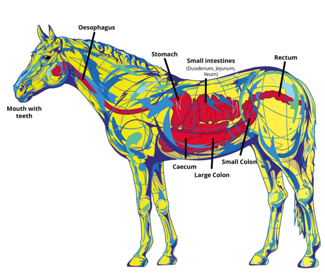 Mycotoxins pose a threat to the horse’s digestive system EW Nutrition
