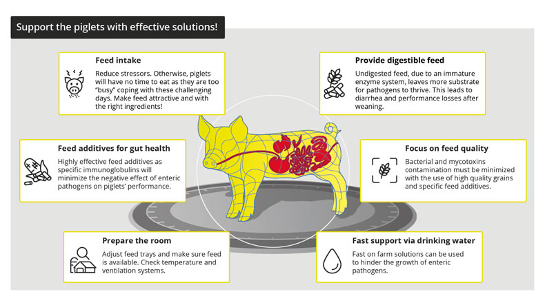 Supporting piglets with effective solutions