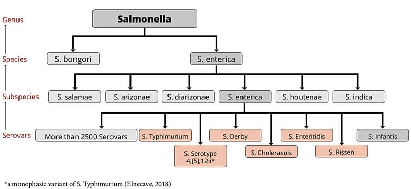 Figure Genus Salmonella For ART PIG