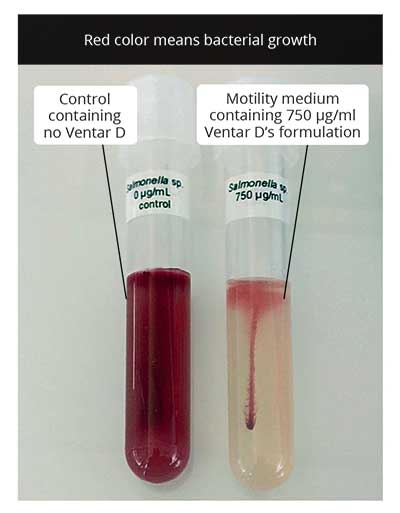 Figure Motility Test