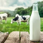 The Higher Demand for High-Protein Milk in the GLP-1 Era