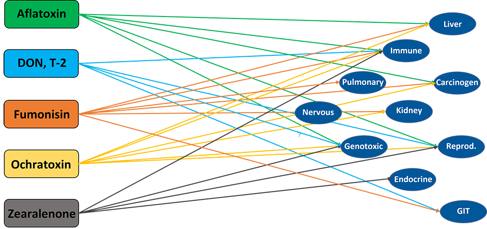 Figure Main Targets Of Important Mycotoxins