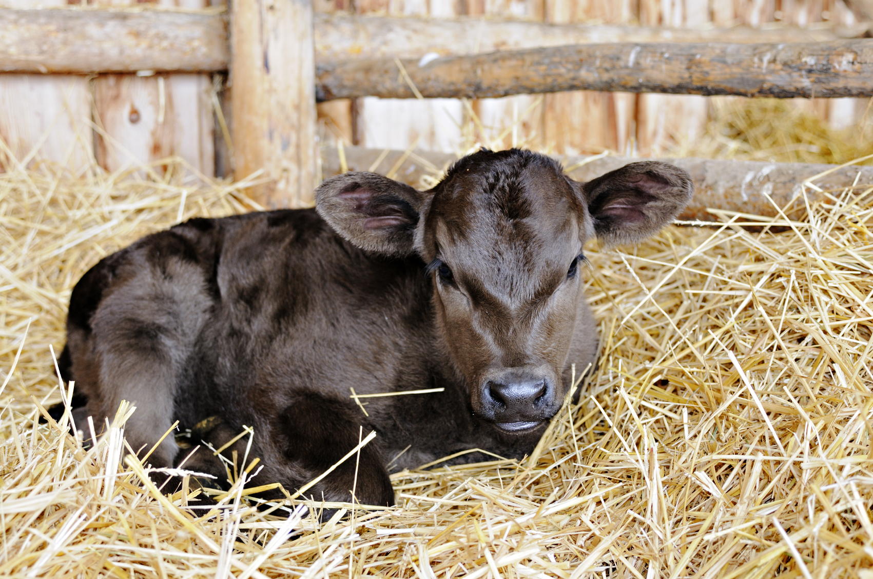 Animal Calf diarrhea: types, causes, solutions