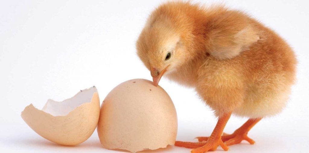 chick and egg