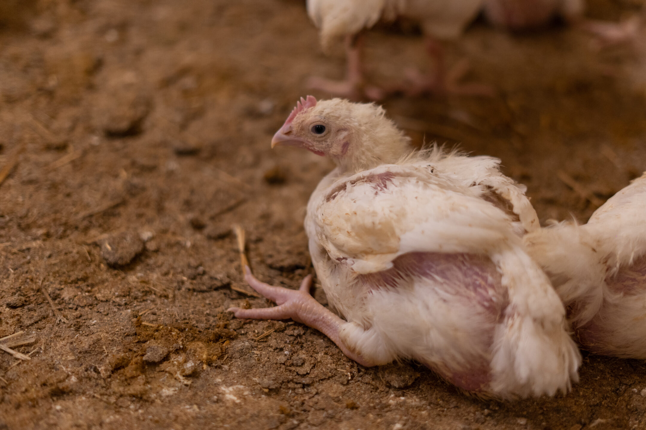 Better breader belt life boosts poultry line productivity