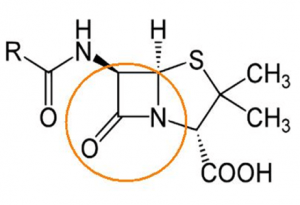 Antibiotic Resistant E Coli Secondary Plant Compounds Acting