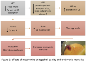 Effects of mycotoxins on eggshell quality and embryonic mortality