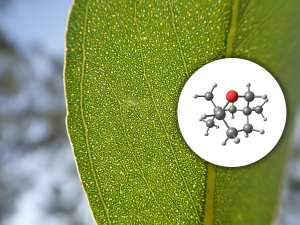 eucalyptol respiratory challenges