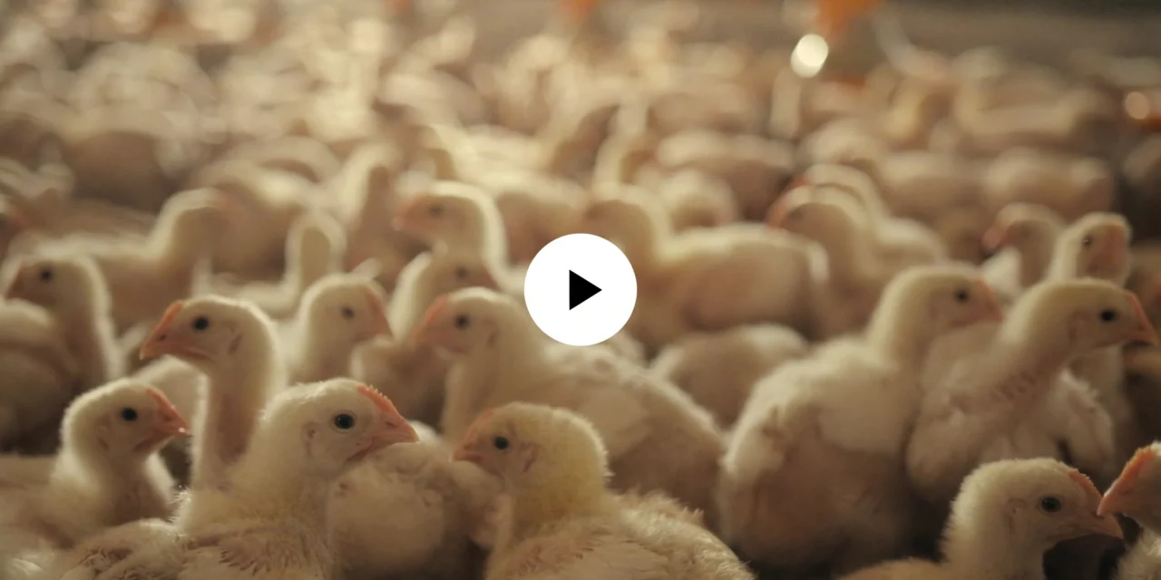 EW Nutrition And Antibiotic Reduction