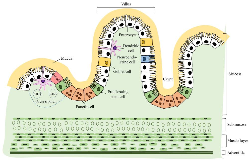 Figure Structure Of The Intestinal Wall Specialized Cells