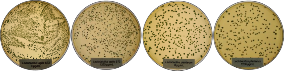 Effect of Ventar D on Lactobacillus spp.
