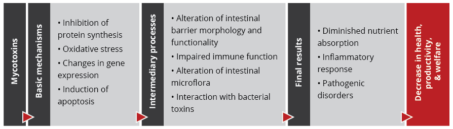 Mycotoxins’ impact on the GIT and consequences for monogastric animals