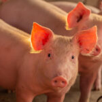 Piglet,In,The,Farm ,Group,Of,Mammal,Waiting,Feed ,Swine