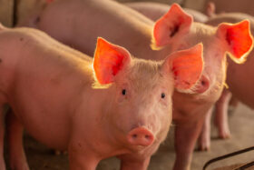Piglet,In,The,Farm ,Group,Of,Mammal,Waiting,Feed ,Swine