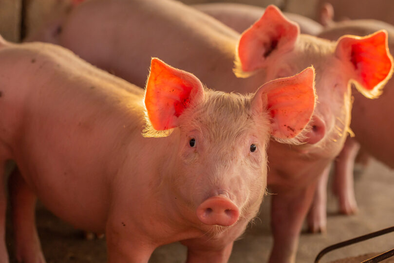 Piglet,In,The,Farm ,Group,Of,Mammal,Waiting,Feed ,Swine