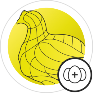 icon layer benefits poultry