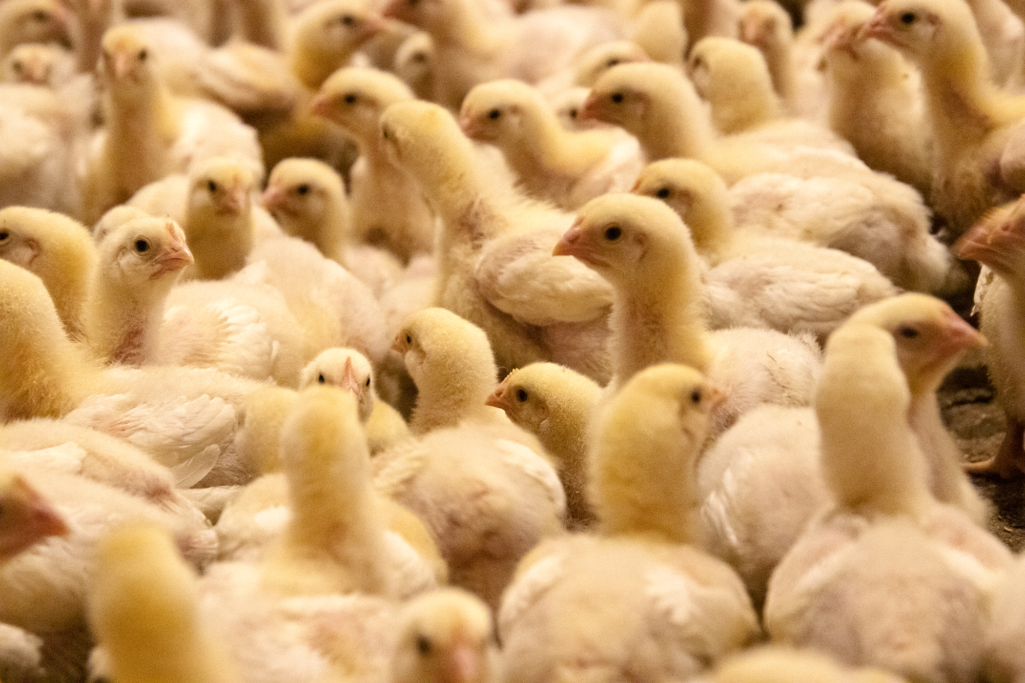 high density poultry