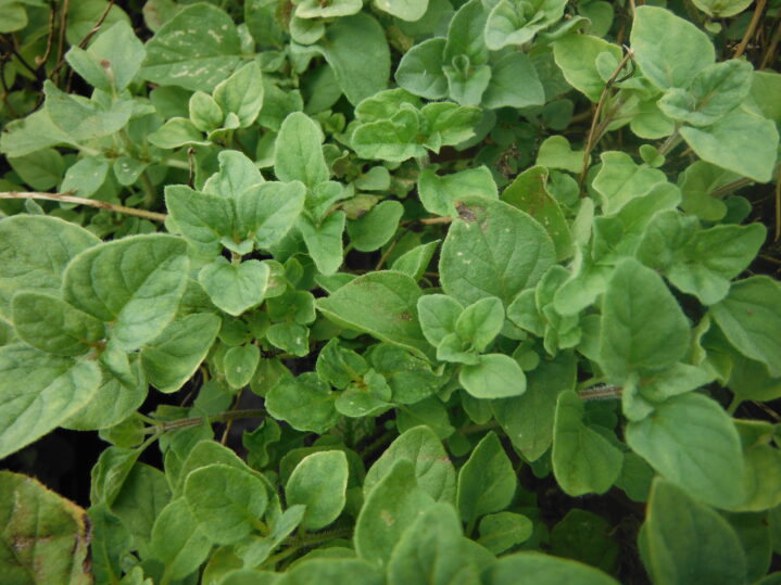 Origanum VulgareOregano Header