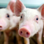 Pig,Farm,Industry,Farming,Hog,Barn,Pork