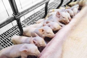 piglets suckling
