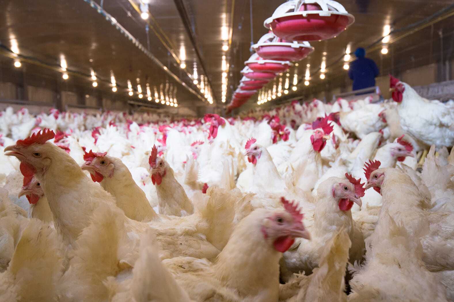 antibiotic reduction