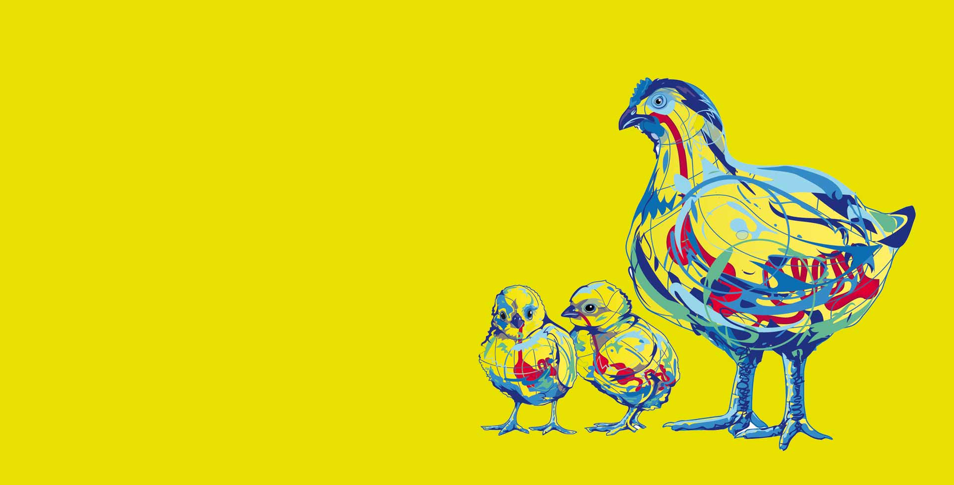 Poultry Broiler Chicks