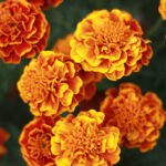 Marigold