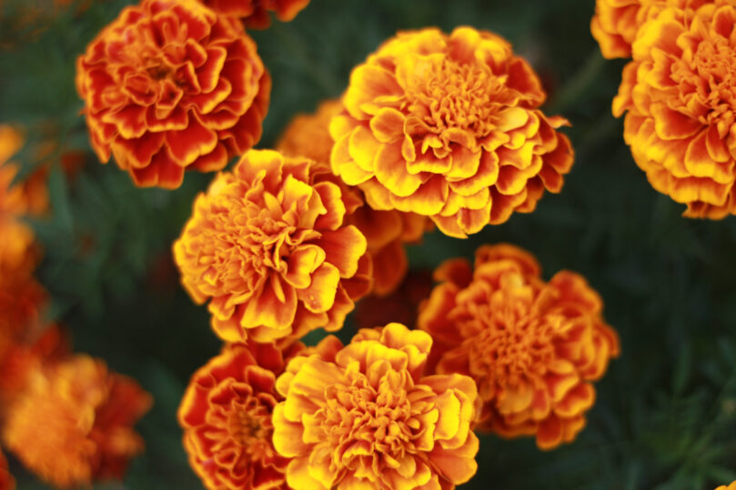 Marigold