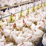 shutterstock 695410912 broiler