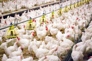 Clinical signs of respiratory disease in chickens heat stress