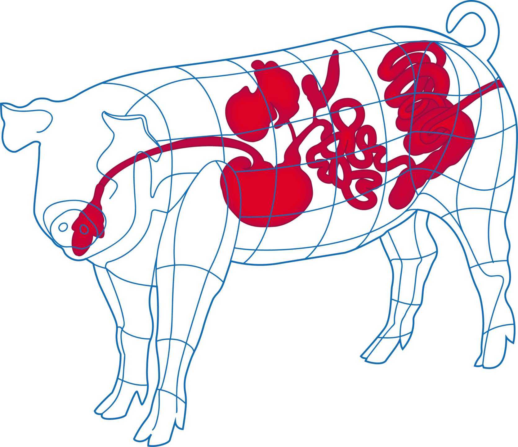SWINE FATTENING PIG GIT