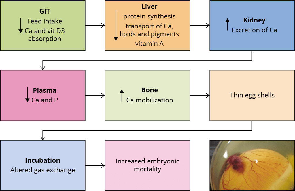 Effects of mycotoxins on eggshell quality and embryonic mortality.